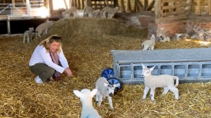 At Home at Highclere Castle: Lambing