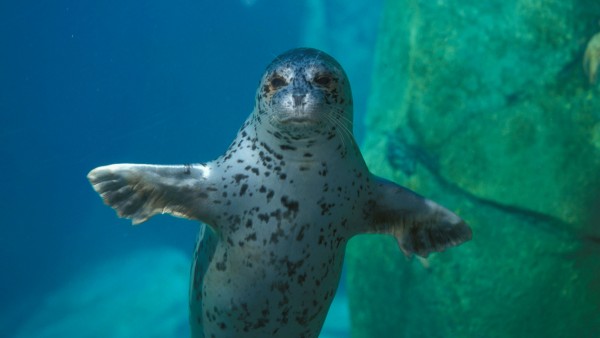 Embark on a guided tour of the Alaska SeaLife Center