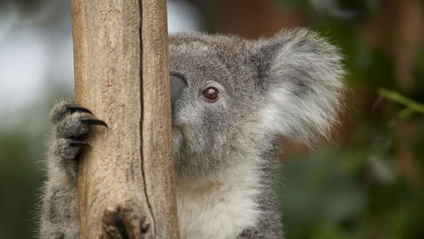 Observe magnificent wildlife at Sydney Zoo 