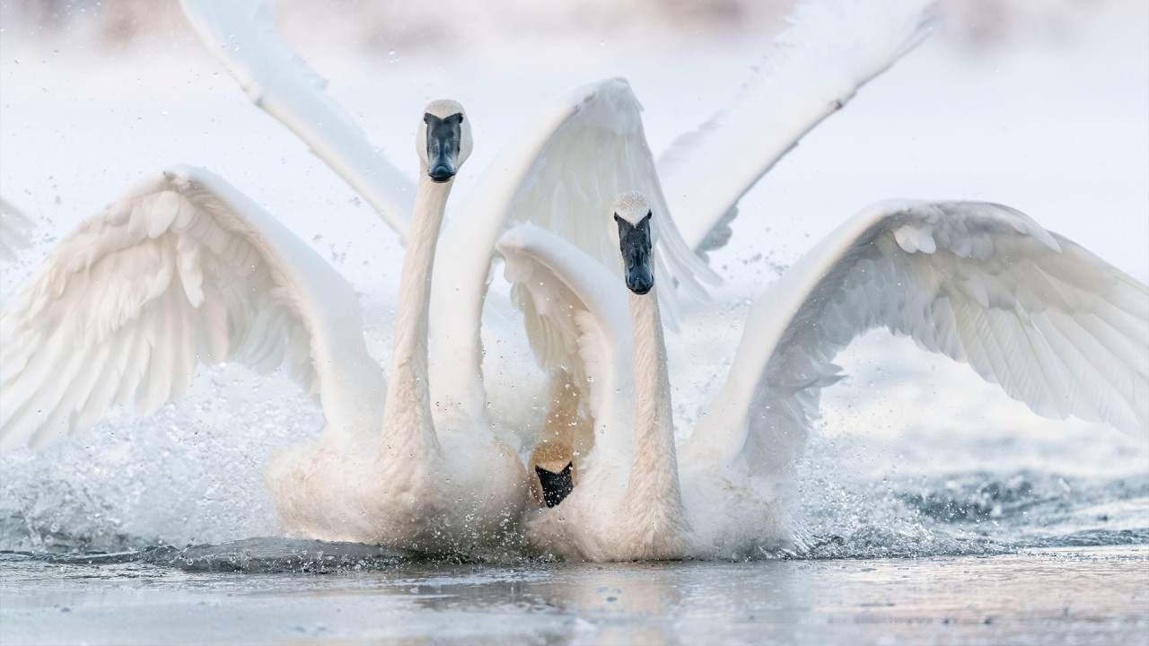 Explore the Mississippi Delta with ornithologist John W. Fitzpatrick)