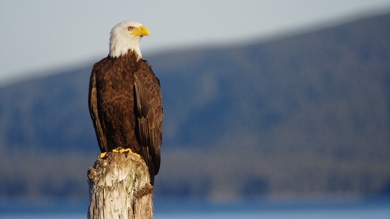 Encounter Alaskan wildlife with local guide Scott Ranger